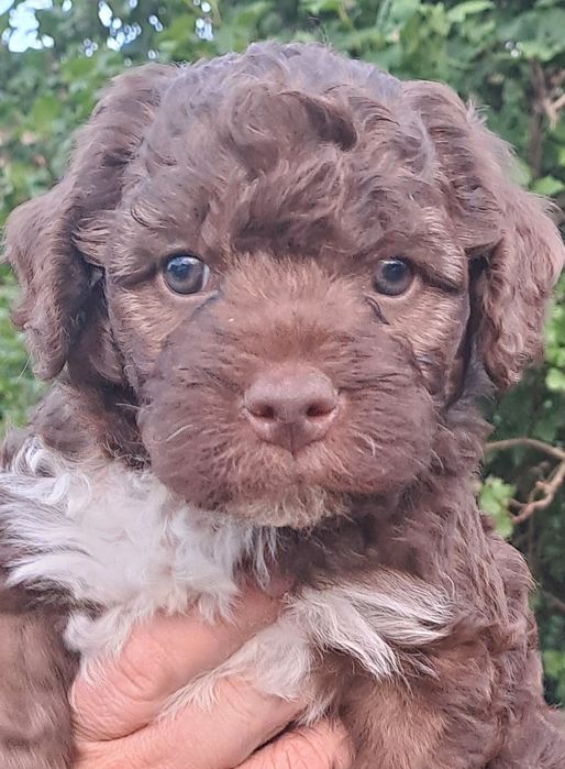 Sunia lagotto romagnolo