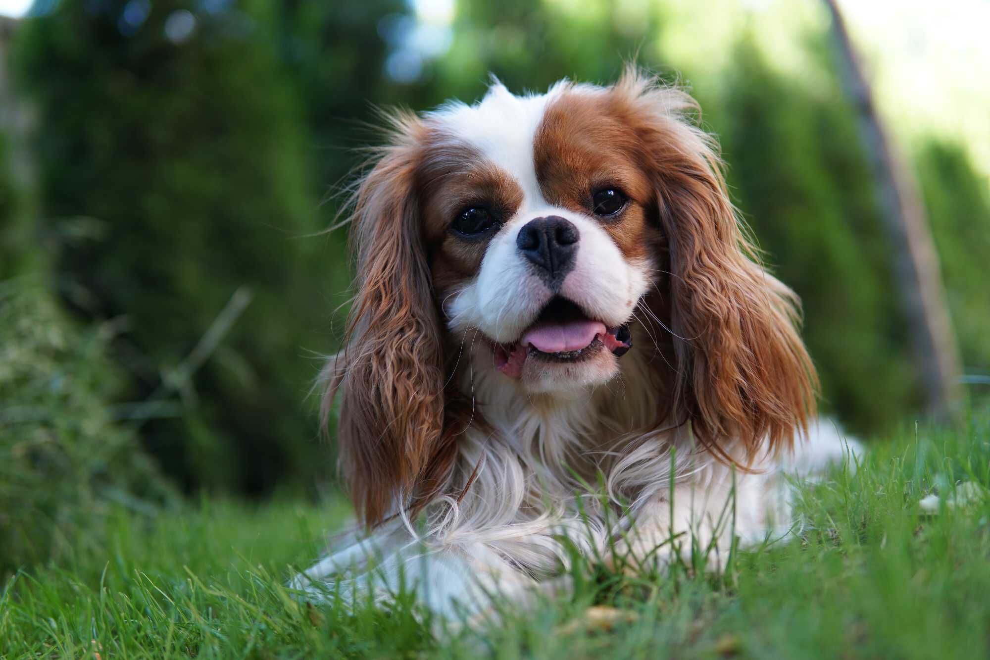 Piesek Cavalier King Charles Spaniel