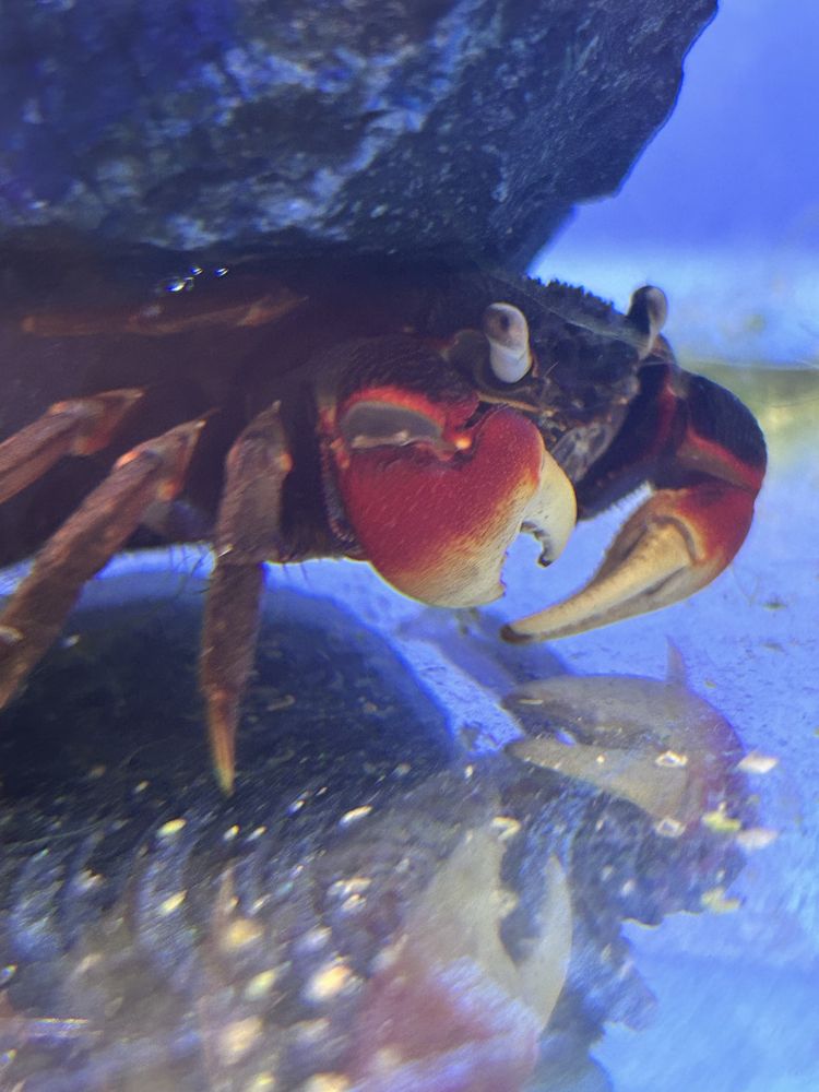 Krab Tęczowy etc,