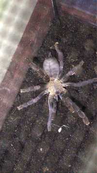 Паук criopagopus sp hati hati