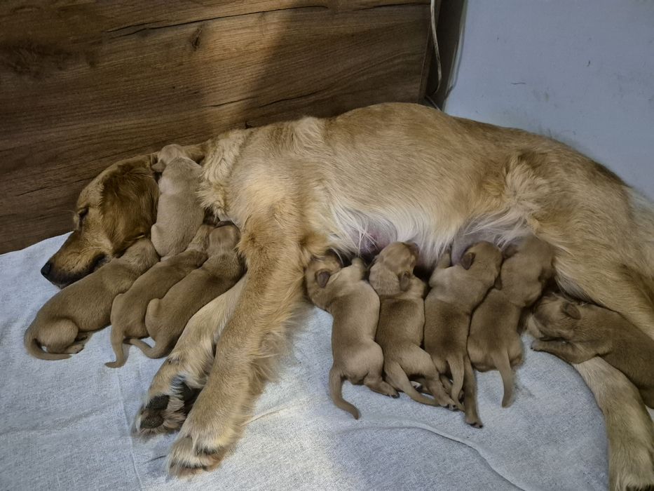 Golden Retriver ciemnozłota suczka  do odbioru po 7 stycznia
