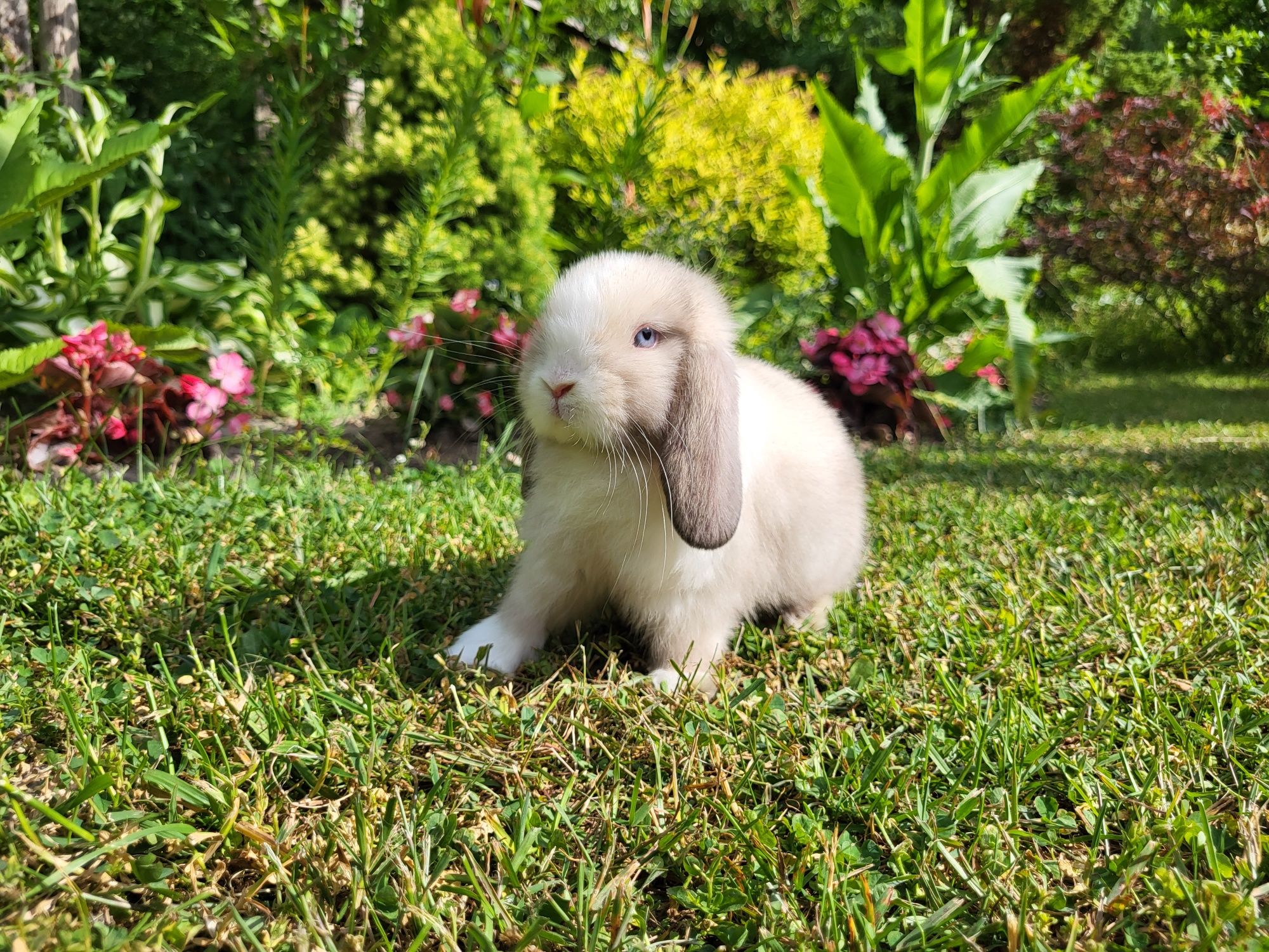 Króliczki Mini Lop. Wolne maluszki.