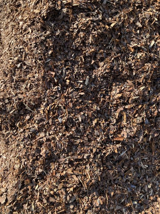 Kora Sosnowa Świeża