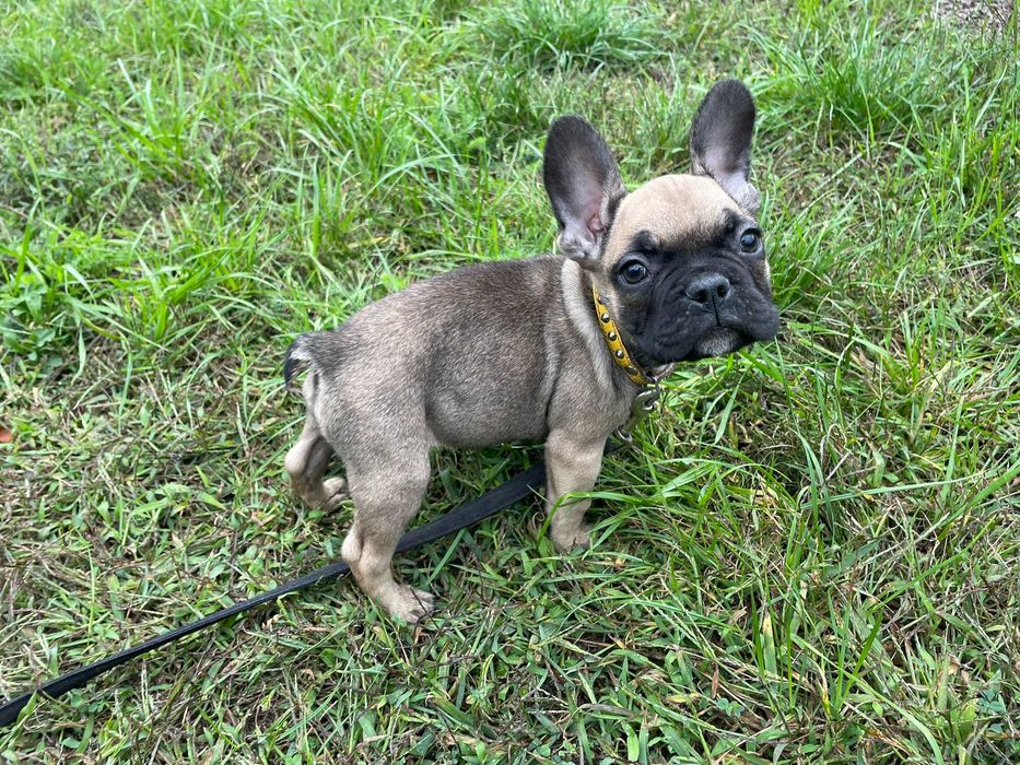 Buldog Francuski, pies Buldoga Francuskiego nie SUKA