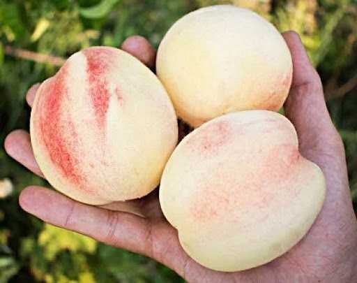 Саджанці: яблуня, груша, персик, нектарин, абрикос, слива, алича, айва