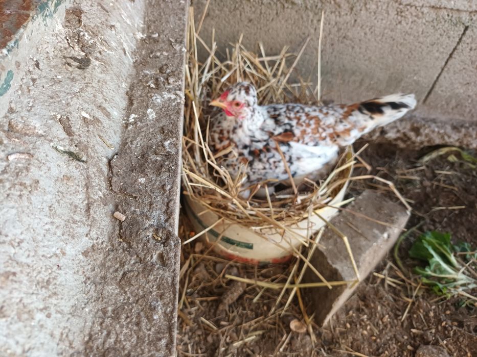 Garnizos para Criação