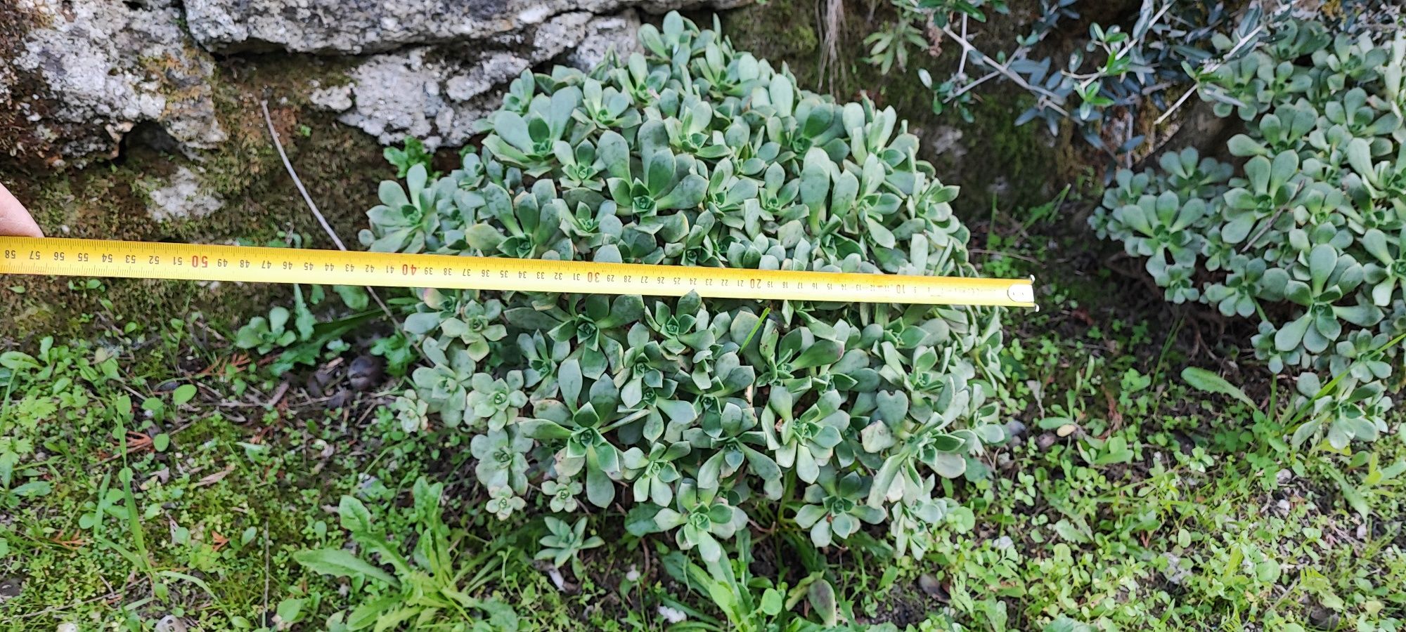 Planta suculenta