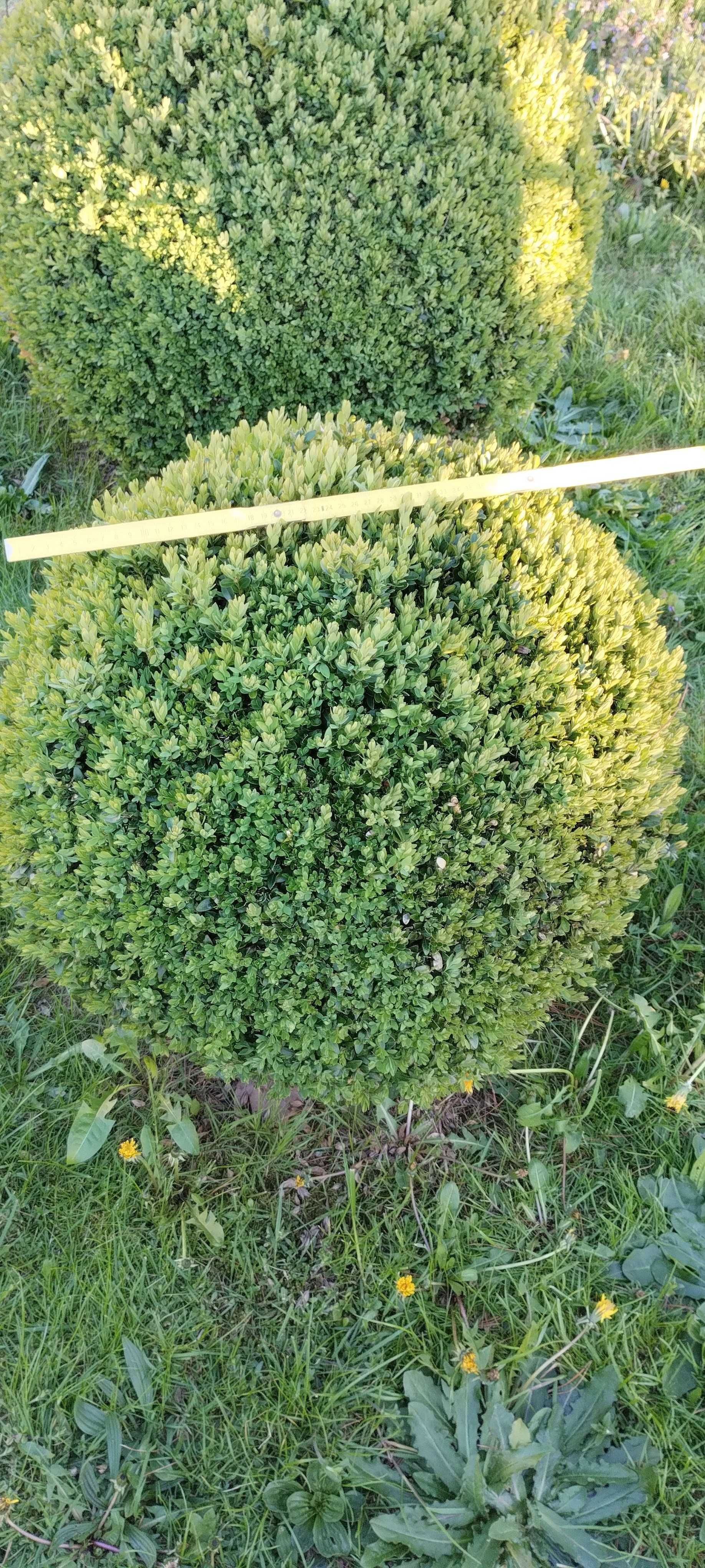sprzedam kilkuletnie oraz kilkunastoletnie BUKSZPANY