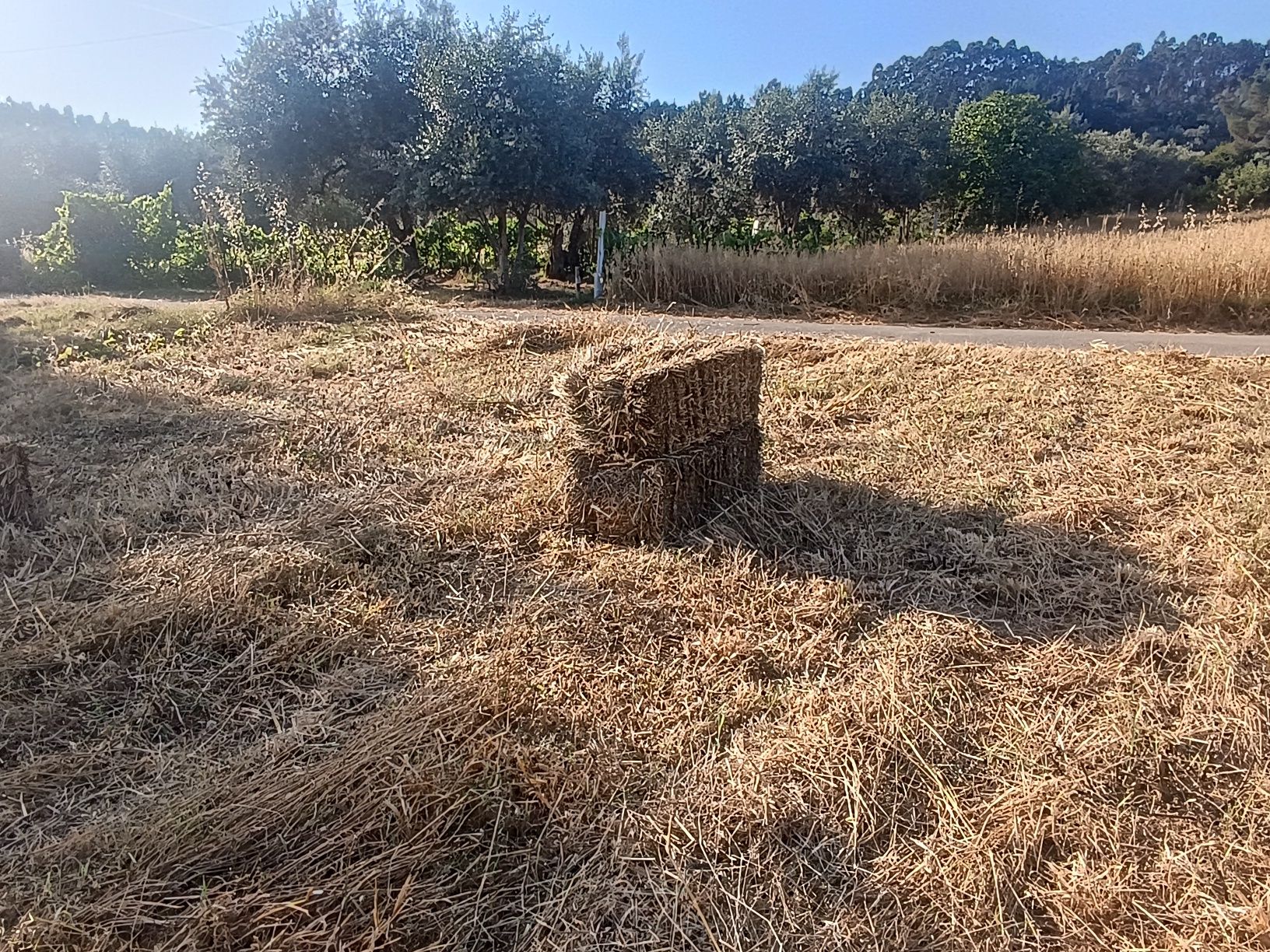 Vendo fardos de palha de aveia com grão