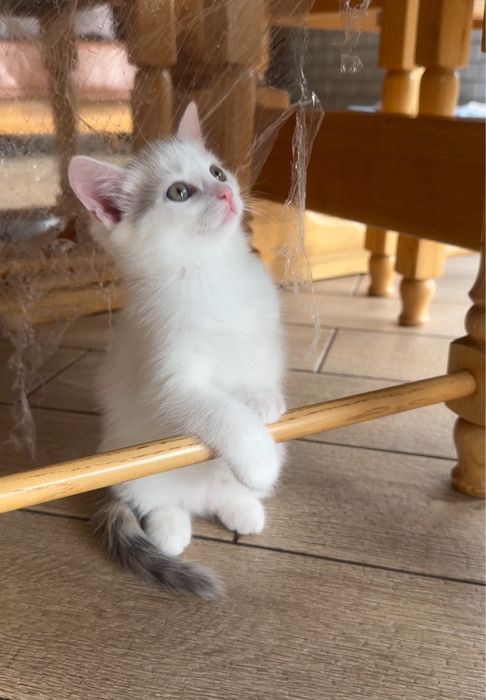 Подарую миленьких котиків, щоб приносили вам радість