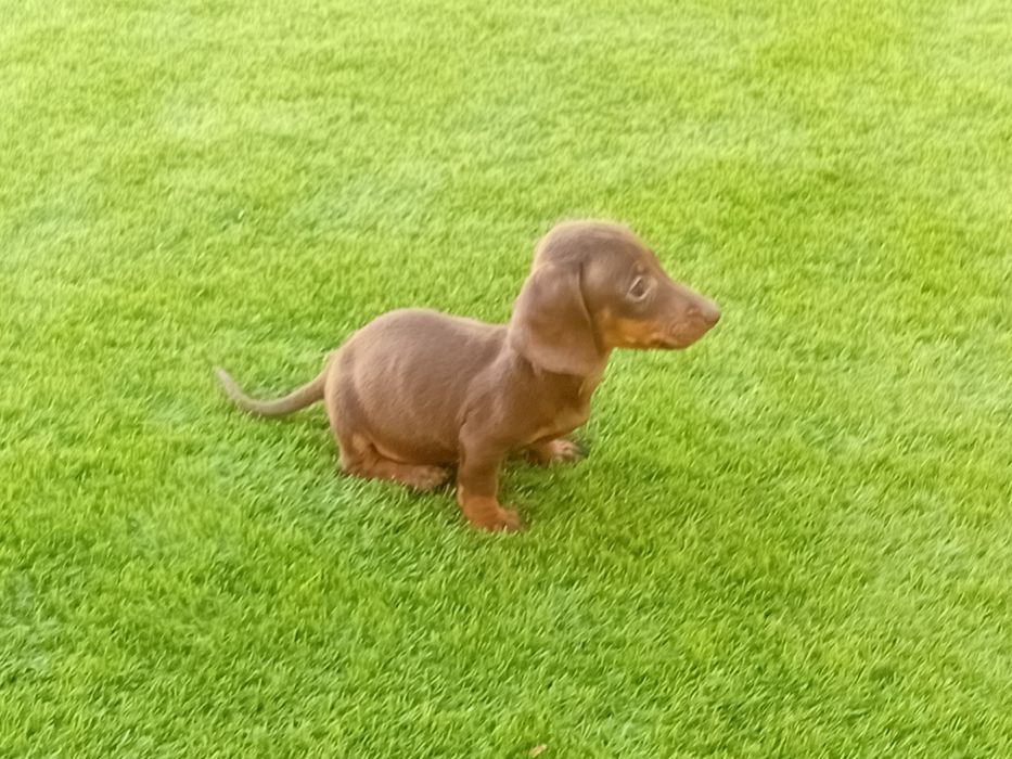 Teckel Miniatura de Qualidade - Garantia - Contrato - Exames Genéticos