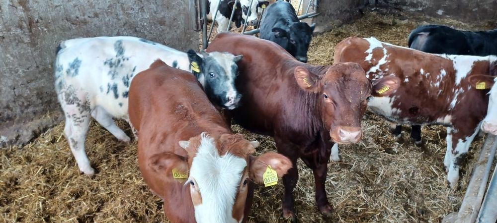 Sprzedam odsadki byczki MM BB SM LM