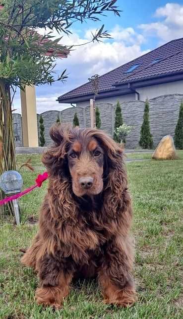 cocker spaniel czarny długie uszy jak wegielek