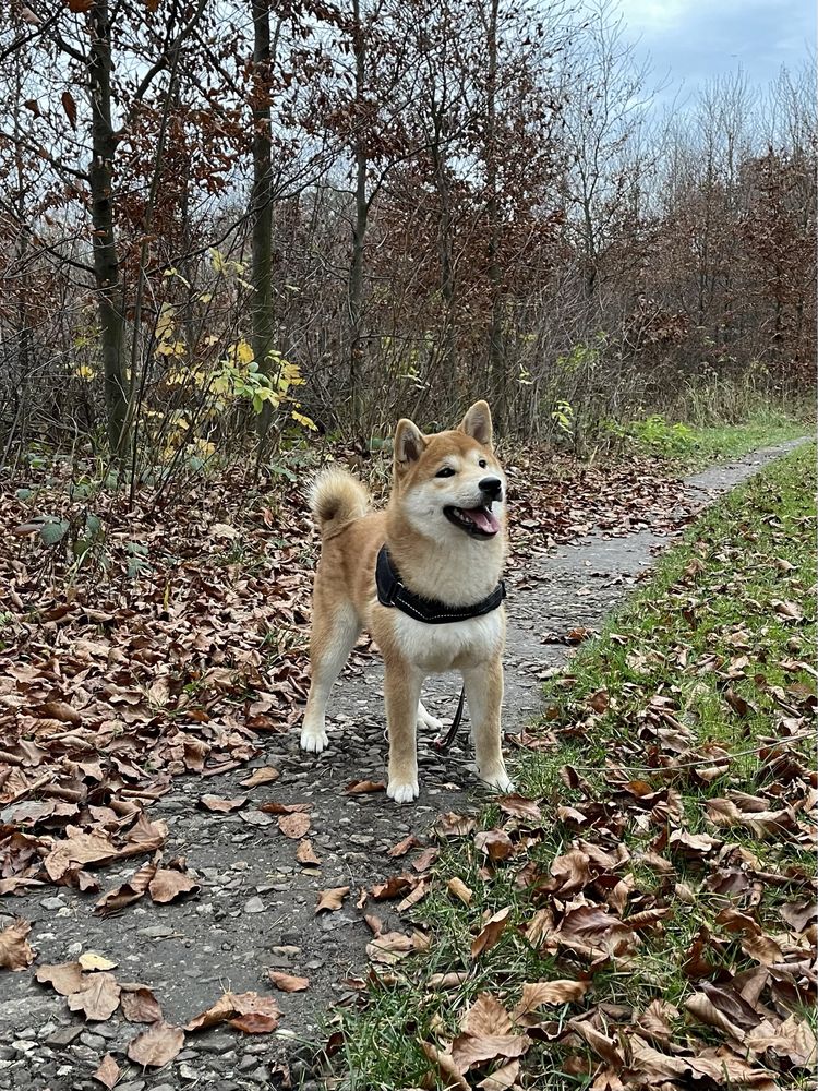 Sunia Shiba Inu - ZKwP FCI