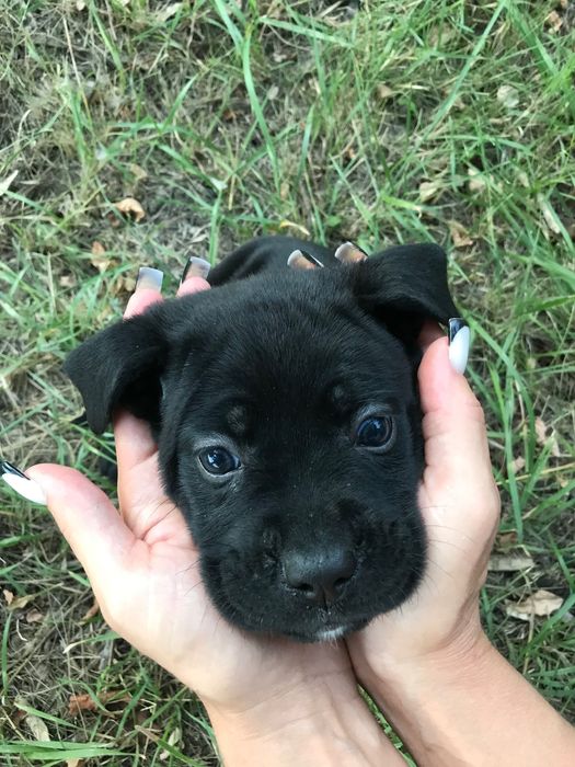 Цуценятки Кане-корсо