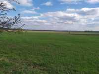 Подається земельна ділянка 37 соток в селі Рогозів
