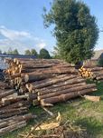 Sprzedam drzewo sosnowe
