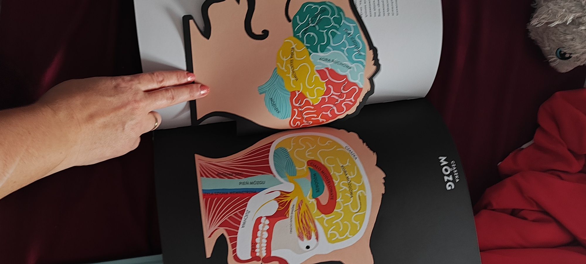 Anatomia.Druvert obrazy ludzkiego ciała na ażurowych rycinach nowa