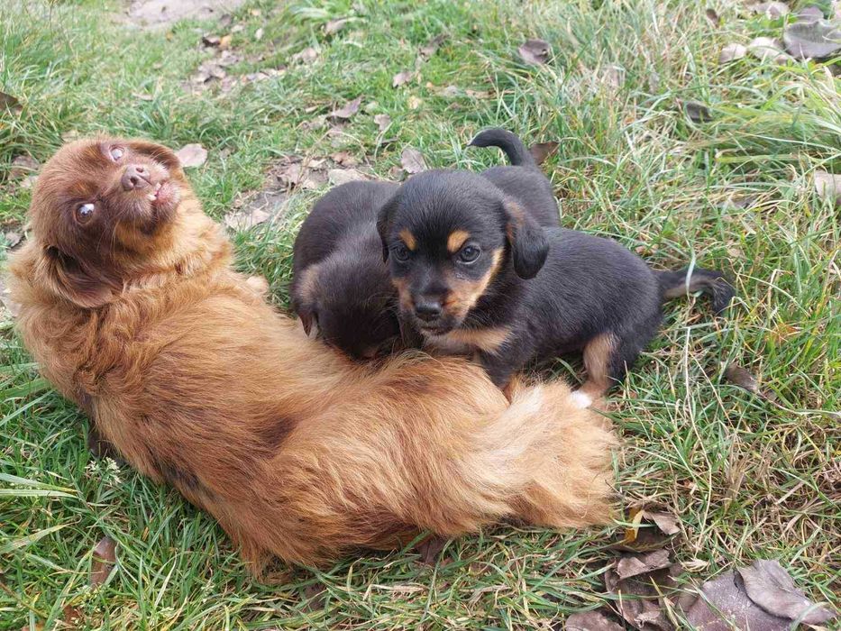 Віддам щенят безкоштовно