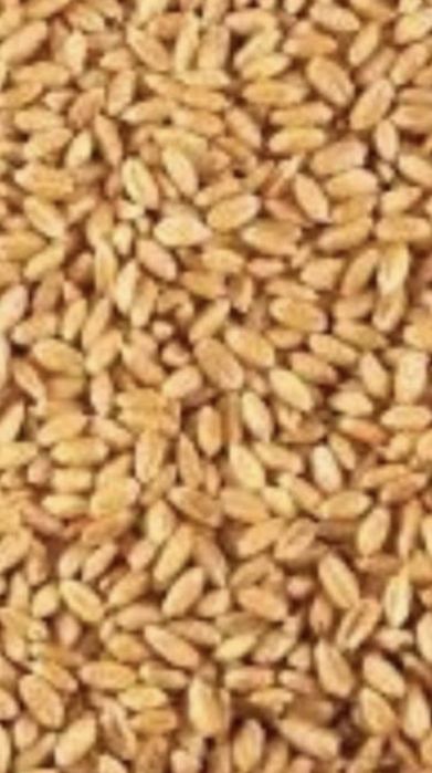 Zboże mieszanka pszenżyto pszenica