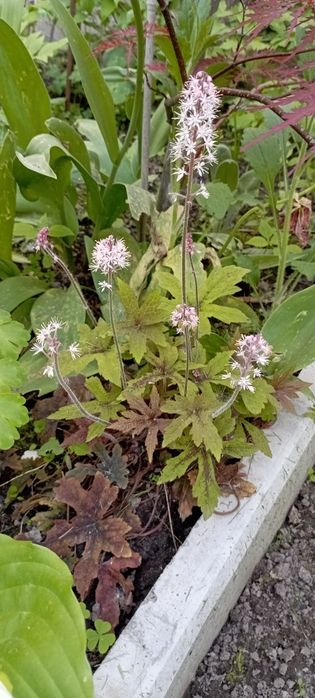 Гейхеры, анемона, хосты, астильба