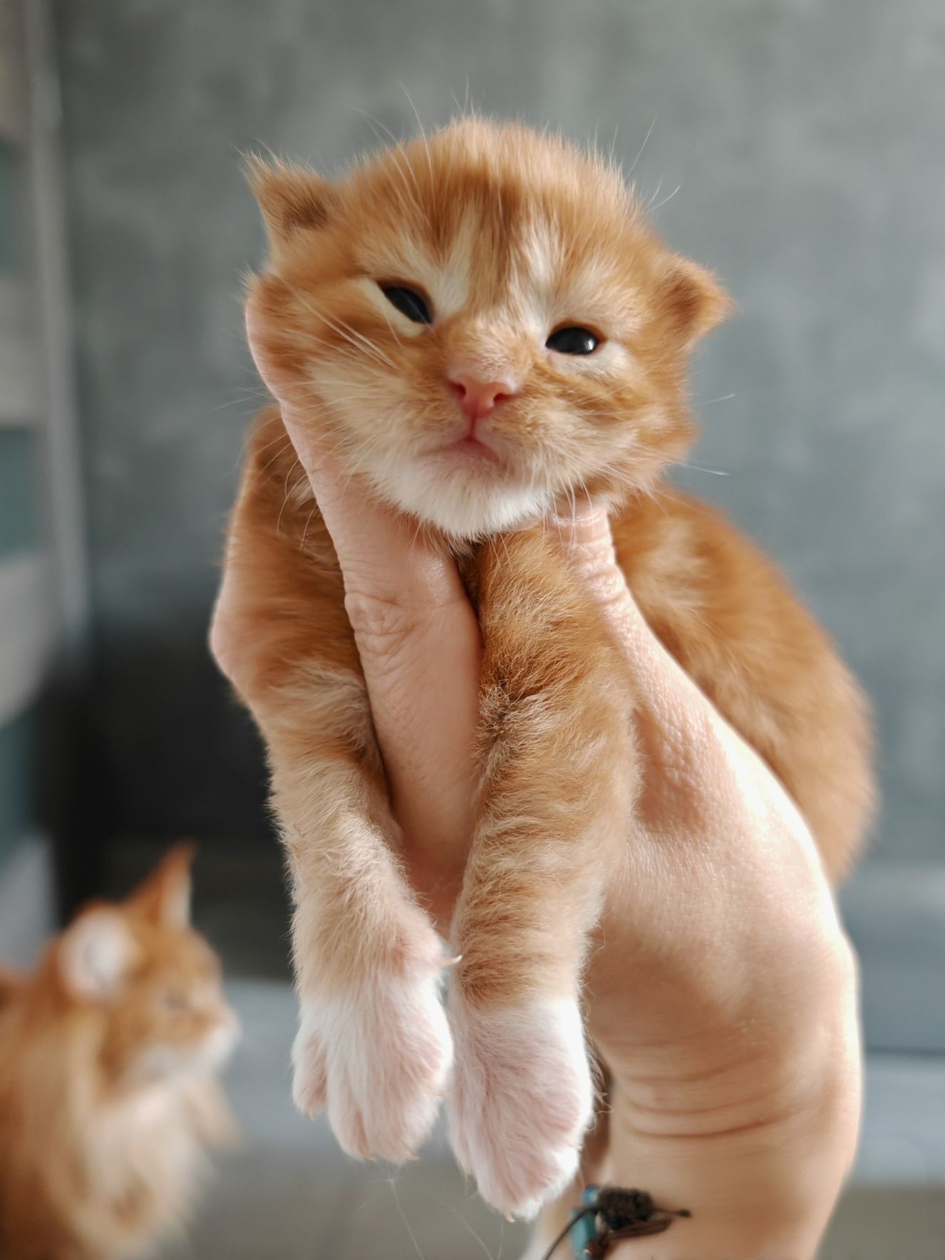 Kocurek rudy klasyczne pręgowany z bielą Maine Coon