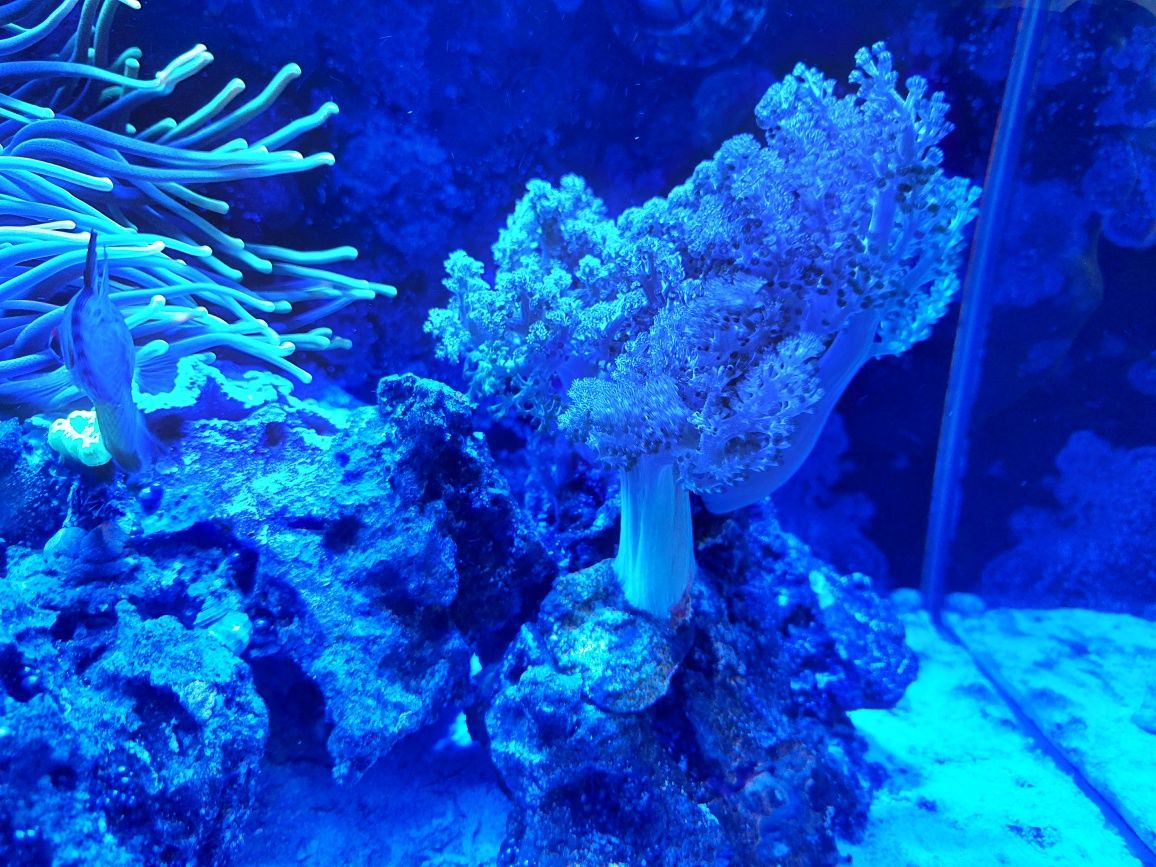 Koralowce - akwarium morskie - Capnella, Sarcophyton, Anthelia różowa