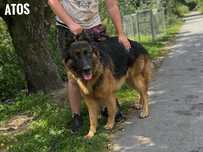 Owczarek niemiecki długowłosy 4 letni  adopcja za darmo oddam
