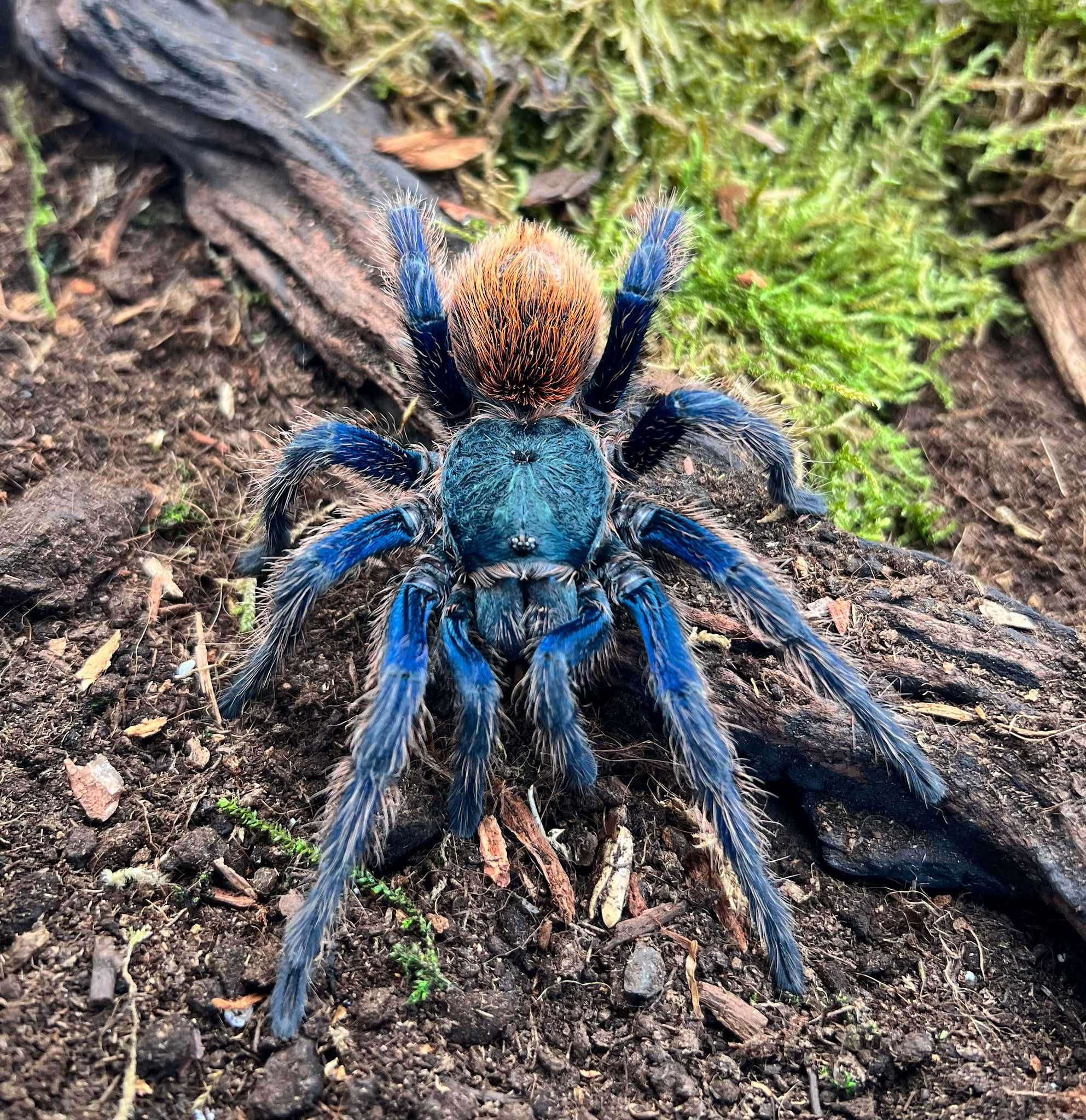 C.cyaneopubescens samice 2,5-3cm