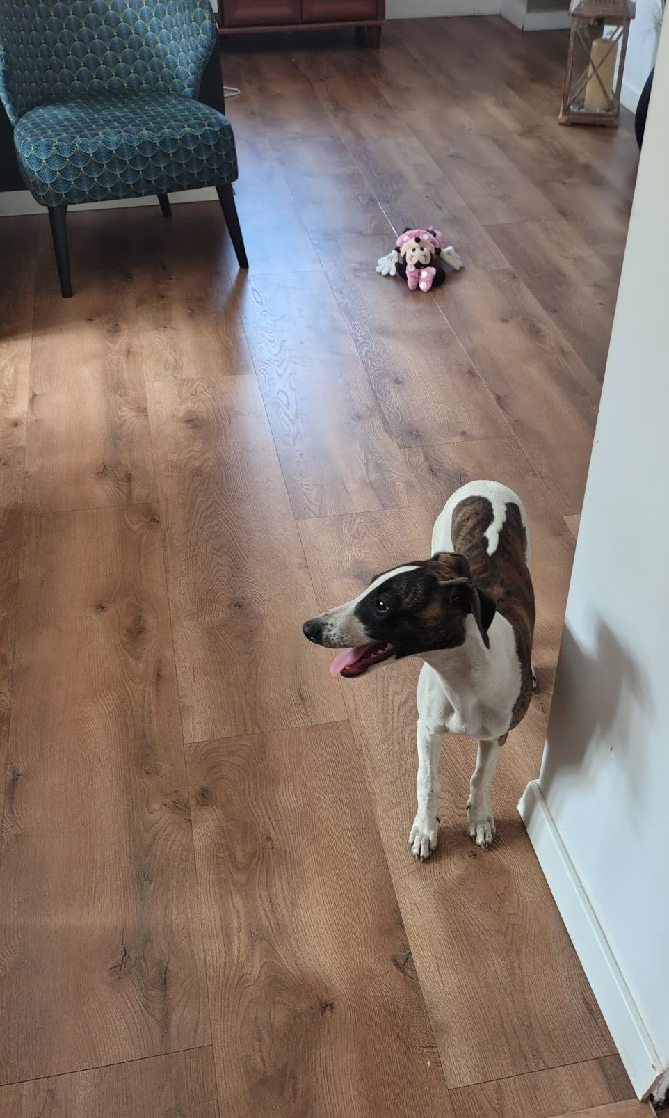 Chart angielski whippet FCI