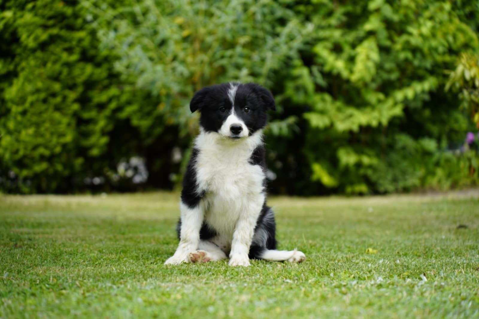 Border Collie – szczenię z hodowli Szalone Urwisy FCI czeka na Ciebie!