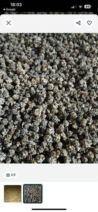 Nasiona buraka pastewnego