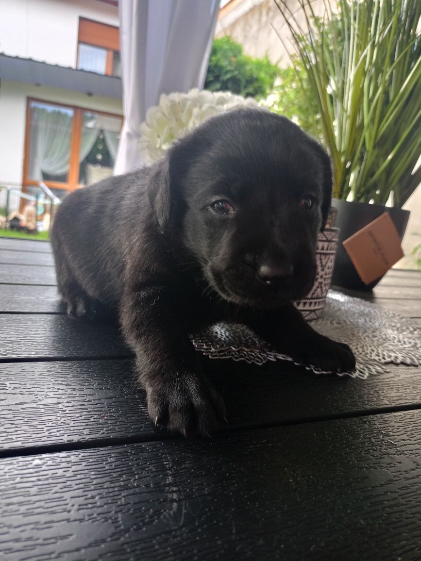 Labrador retriever piesek