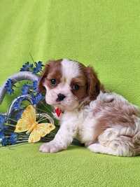 Cavalier King Charles spaniel piesek z rodowodem