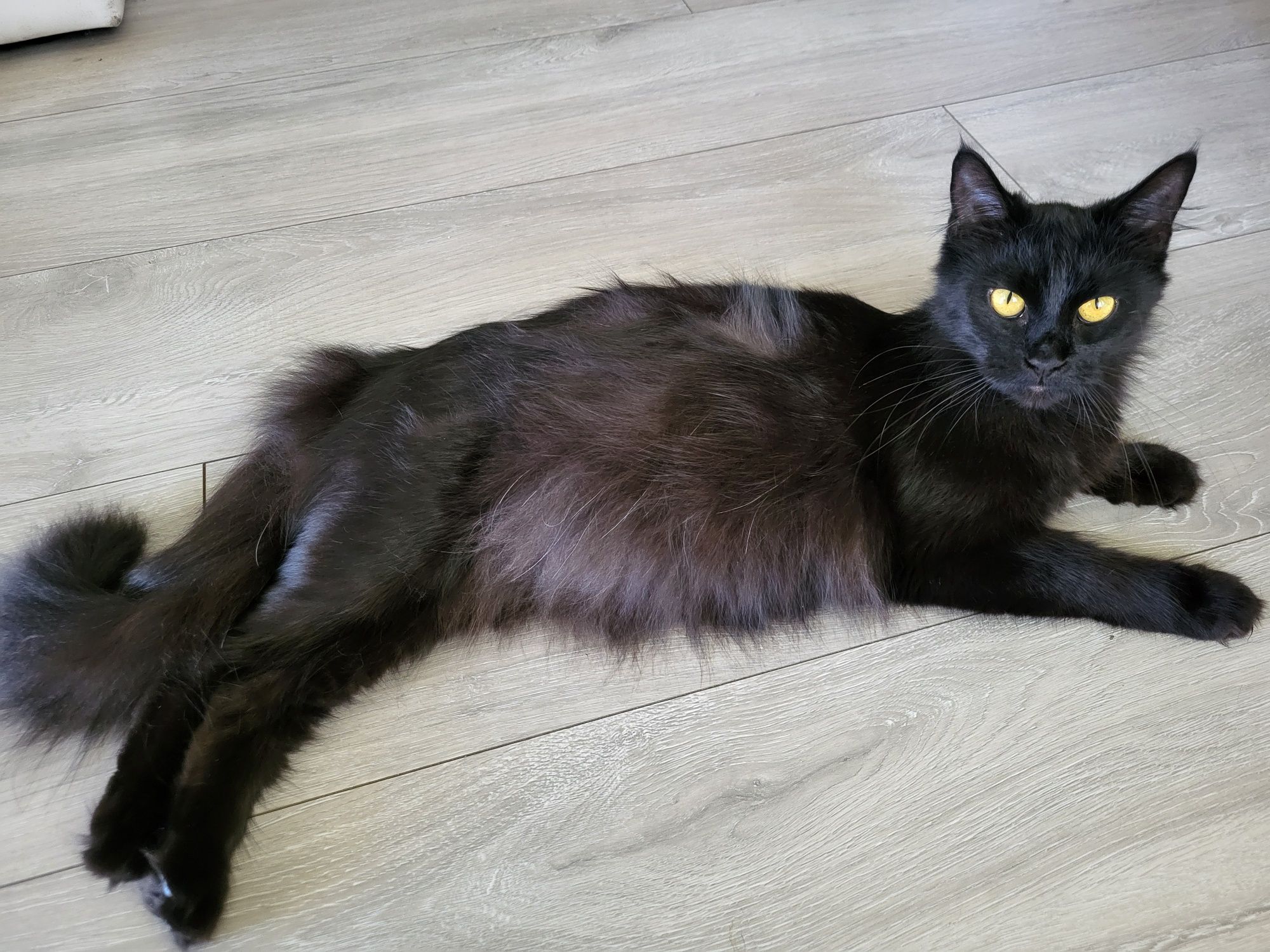 Kocur Maine Coon czarny dymny