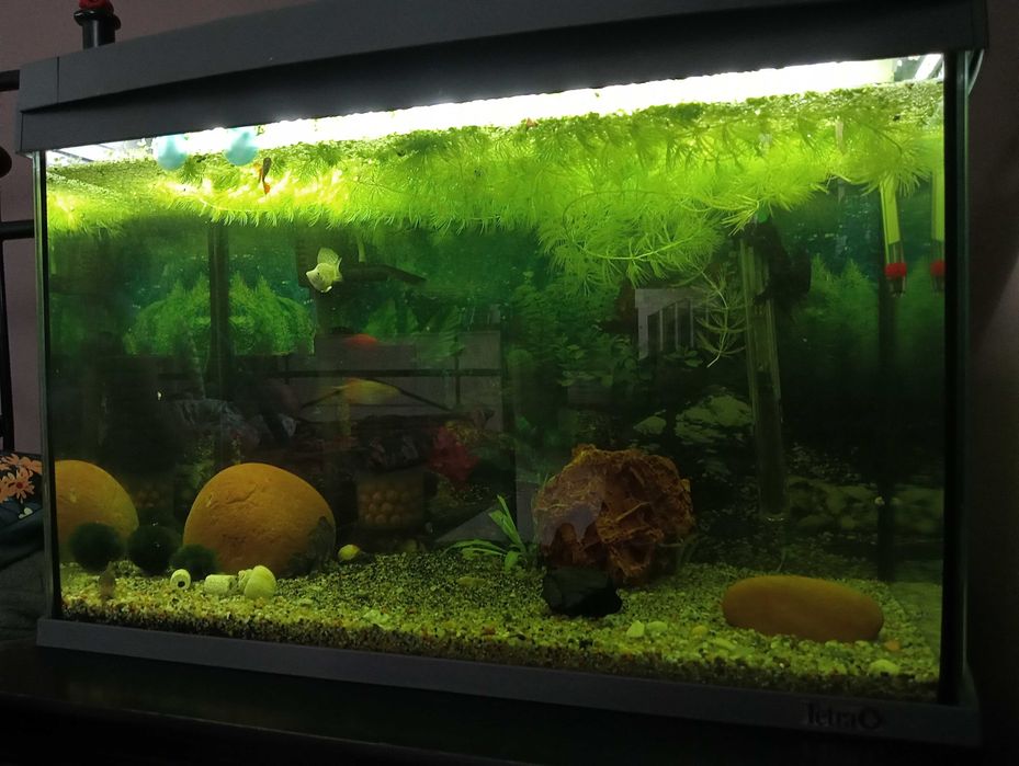 Akwarium Tetra LED 60L . Z całym wyposażeniem