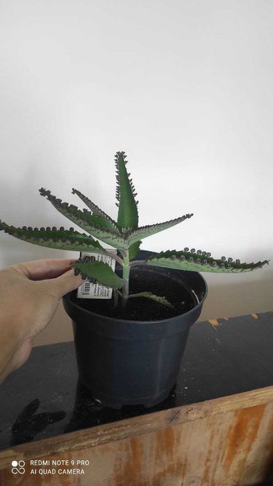 Каланхое лікарське, сорт Дегремона / каланхоэ лечебное, сорт Дегремона