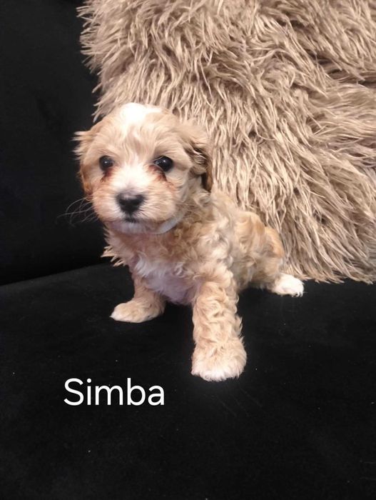 Szczeniaczek Maltipoo