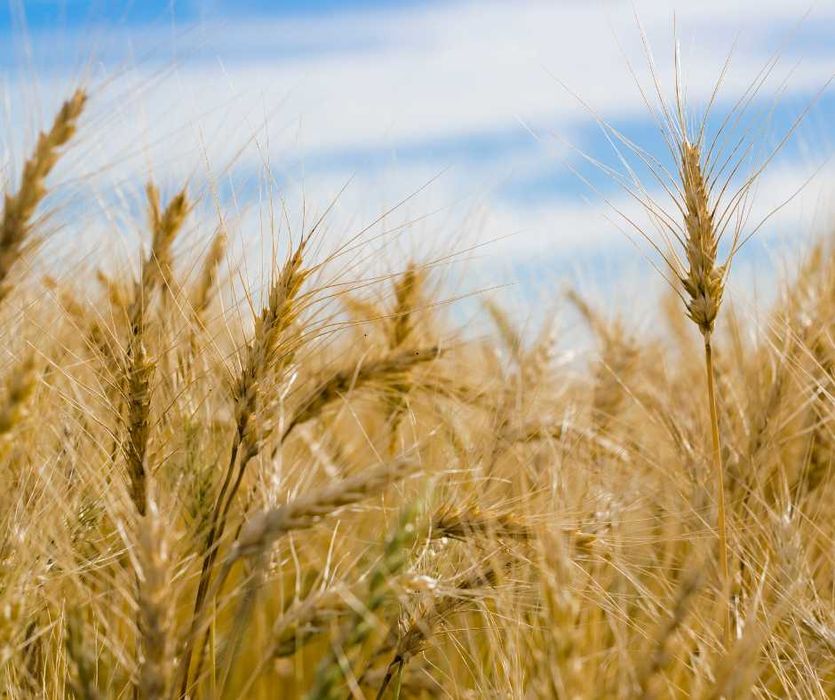 Wapno nawozowe granulowane - Wapno granulowane, wapno z magnezem