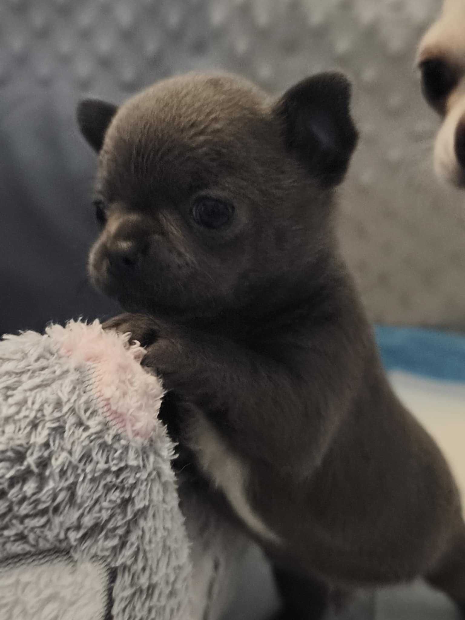 Chihuahua FCI szczeniak