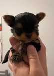 Yorkshire Terrier  - suczka miniaturka