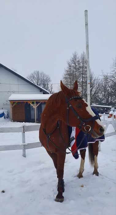 Napierśnik jeździecki Full