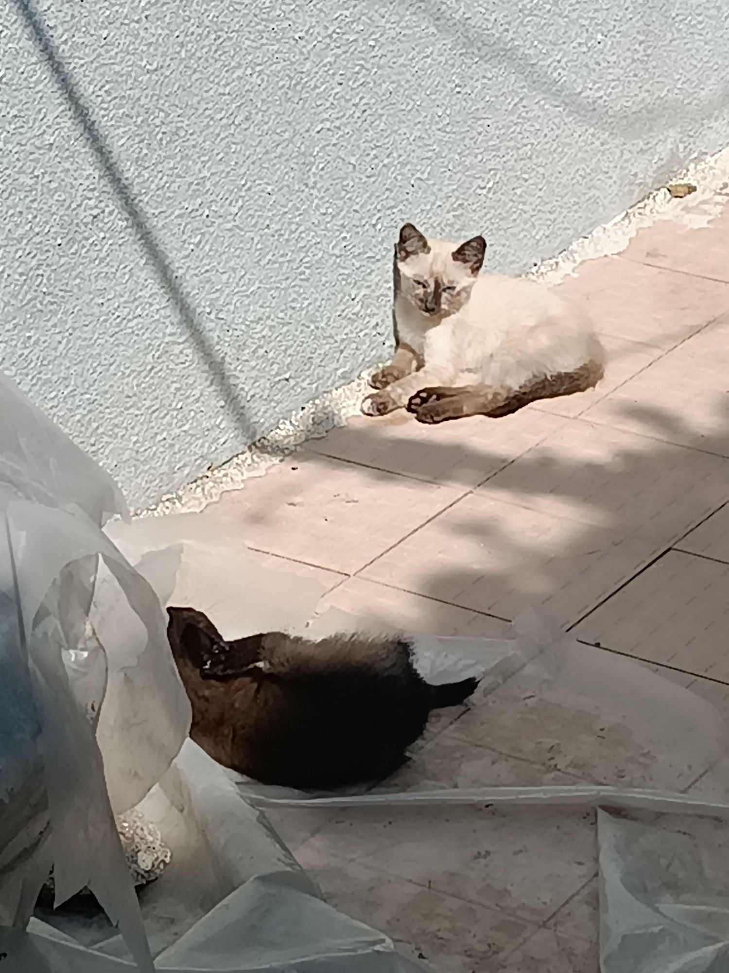 Para uma adoção responsável : gatinhos