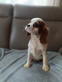 Cavalier King Charles spaniel piesek