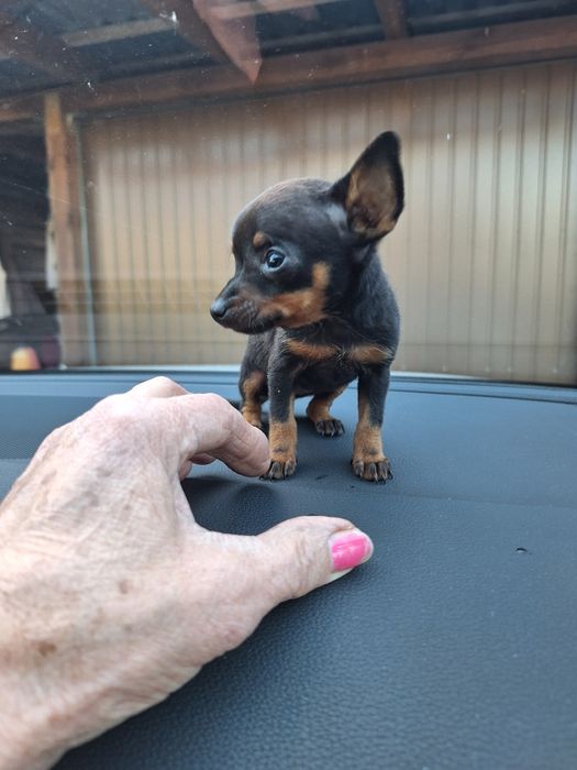 Ratlerek krysalik prawdziwa unikatowa miniaturka