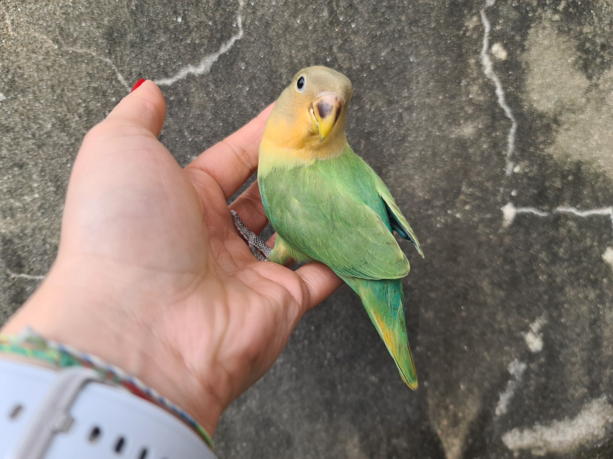 Agapornis Domesticado meiguinho