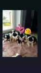 Rezerwacja szczeniąt Border Collie z pełną dokumentacją.