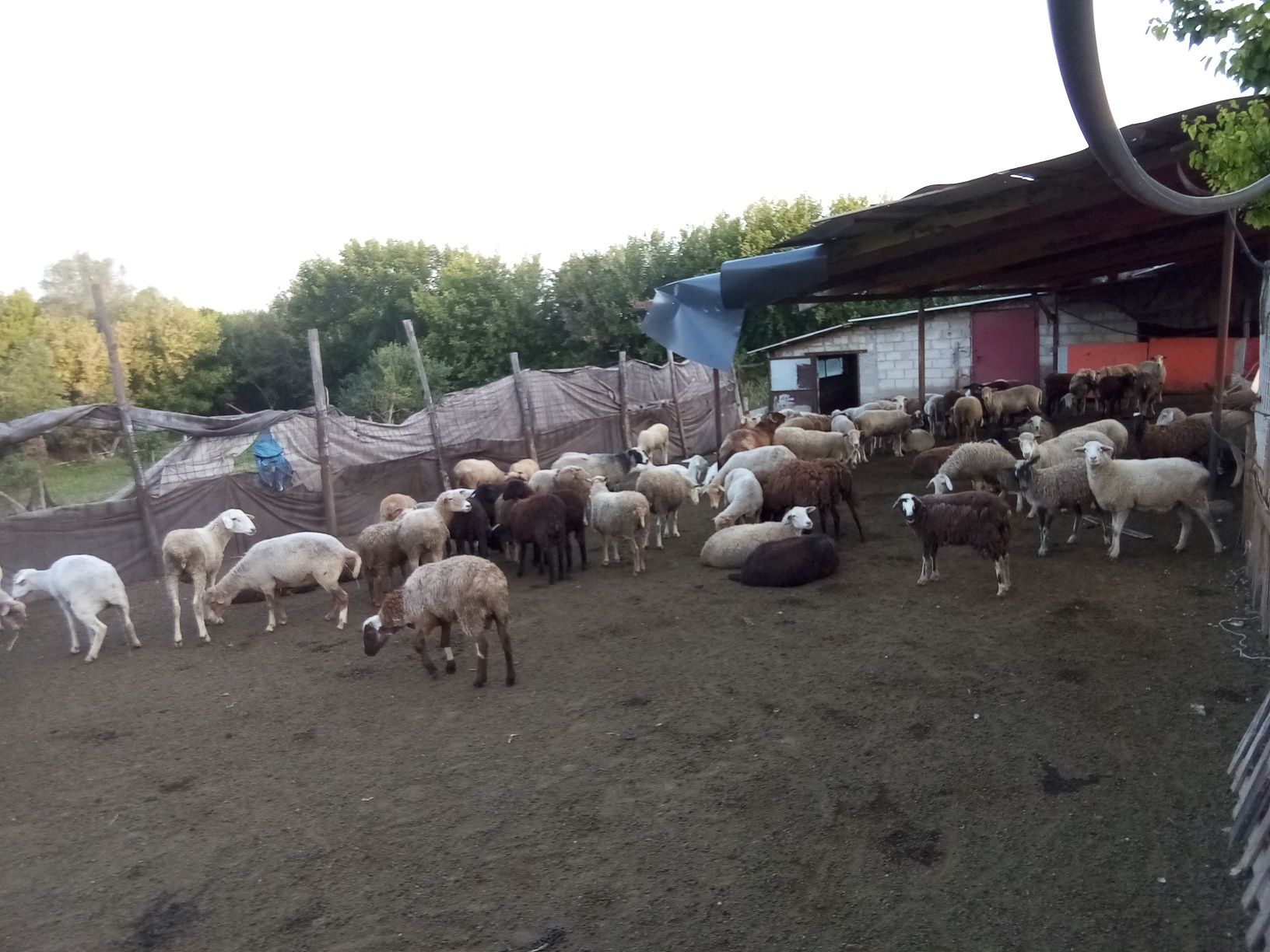 Продам курдючных баранов