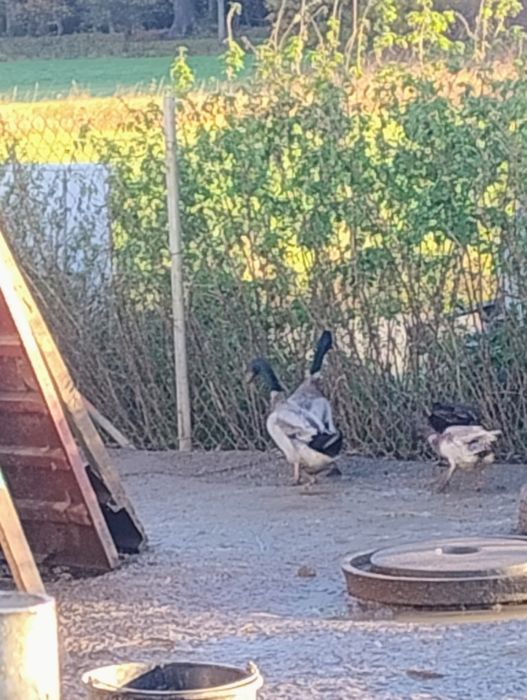 Sprzedam młoda kaczuche i bieguska