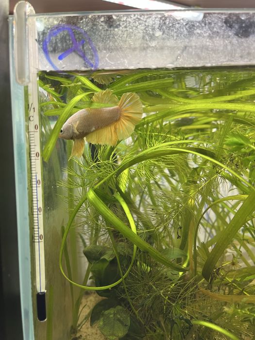 Macho betta splendens